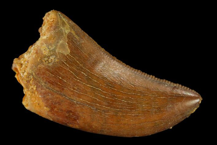 Serrated, Juvenile Carcharodontosaurus Tooth - Morocco #140678